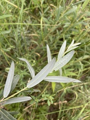 (c) C. Oppermann, some rights reserved (CC BY-SA) Salix rosmarinifolia, photograph (c) C. Oppermann, some rights reserved (CC BY-SA)