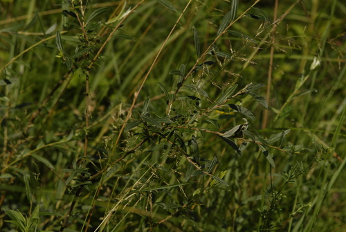 Salix rosmarinifolia, photograph 3