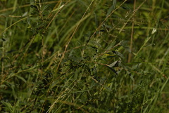 (c) C. Oppermann, some rights reserved (CC BY-SA) Salix rosmarinifolia, photograph (c) C. Oppermann, some rights reserved (CC BY-SA)