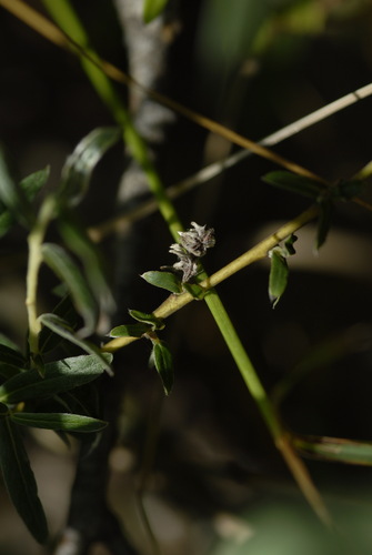 Salix rosmarinifolia, photograph 6