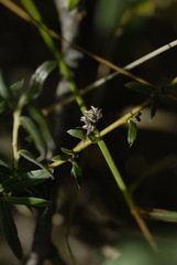 Salix rosmarinifolia, photograph (c) C. Oppermann, some rights reserved (CC BY-SA)