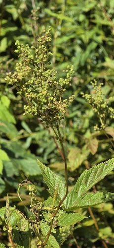 Meadowsweet