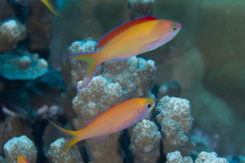 Peach anthias (Pseudanthias dispar) — Serranidae — 5