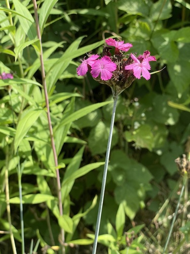 Dianthus giganteus, photograph 2