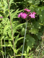 Dianthus giganteus, photograph (c) C. Oppermann, some rights reserved (CC BY-SA)