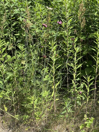 Dianthus giganteus