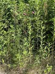 Dianthus giganteus