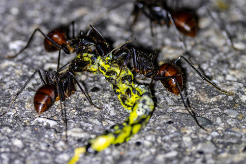 Dinomyrmex gigas gigas