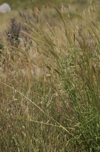 Hordeum bulbosum observed 2026-07-28