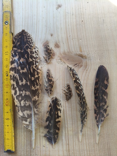 Plume de Butor étoilé