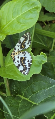 Magpie Moth