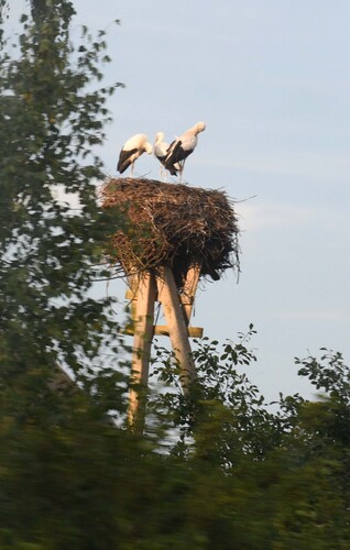 White Stork