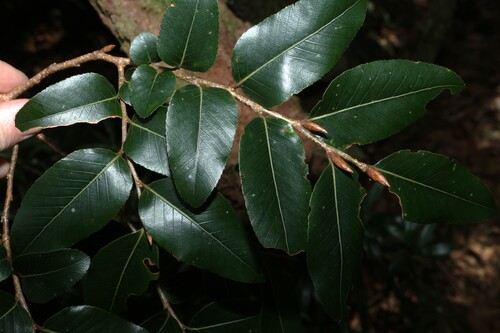 Nothofagus moorei
