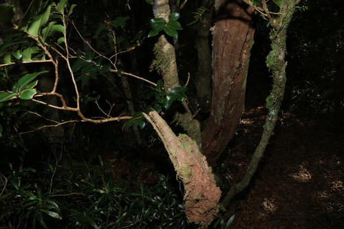 Nothofagus moorei, photograph 1