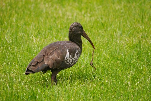 Wattled Ibis