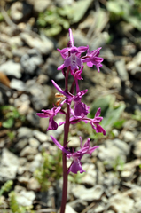 Orchis anatolica