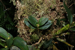 Dendrobium falcorostrum, photograph (c) Greg Tasney, some rights reserved (CC BY-SA)
