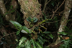 Dendrobium falcorostrum