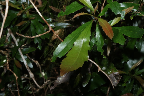 Orites excelsus, photograph 3