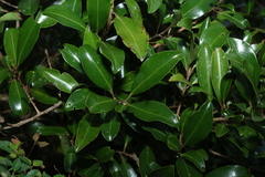 Myrsine howittiana, photograph (c) Greg Tasney, some rights reserved (CC BY-SA)