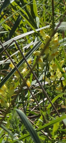 common toadflax