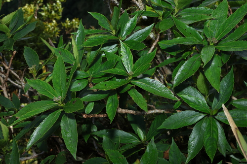 Cuttsia viburnea observed 2026-08-09