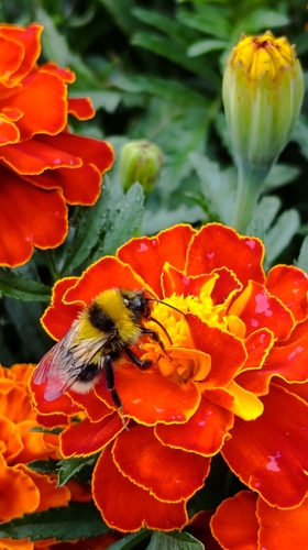 Foto von Gartenhummel