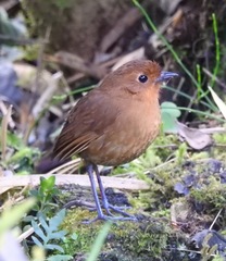 Grallaria saturata