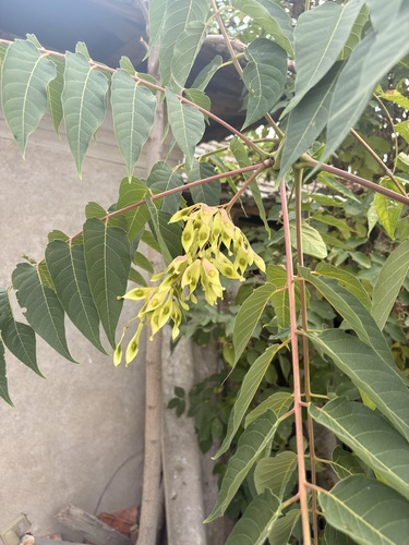 tree-of-heaven