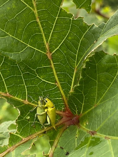 Cercophorus verlorenii
