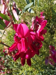 Lathyrus splendens