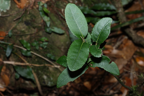 Wilkiea hugeliana, photograph 1