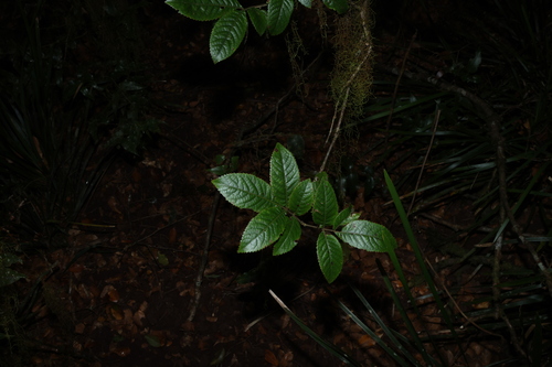 Ackama paniculosa, photograph 3