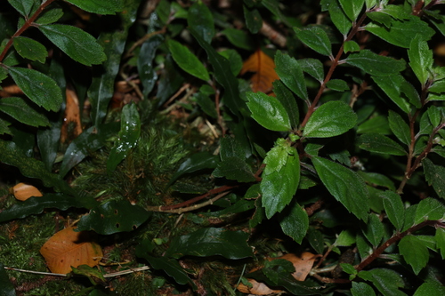 Fieldia australis, photograph 1