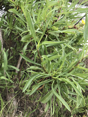 Grindelia stricta angustifolia