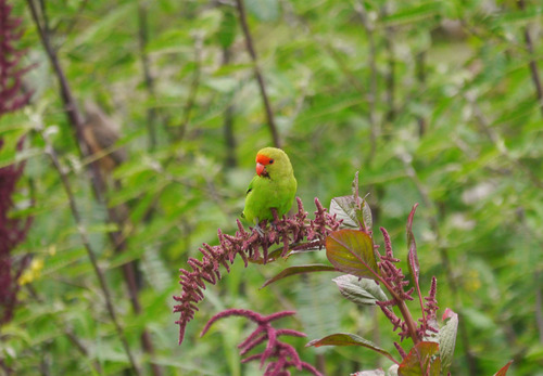 Black-winged Lovebird