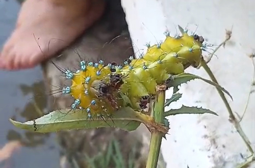 Giant Peacock Moth