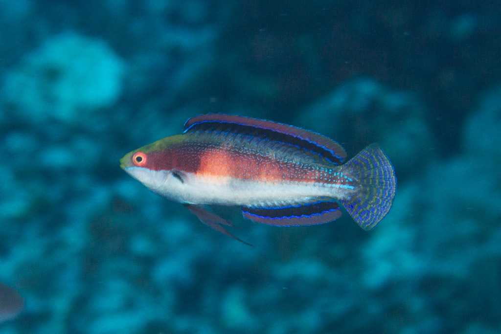 Katherine's Wrasse
