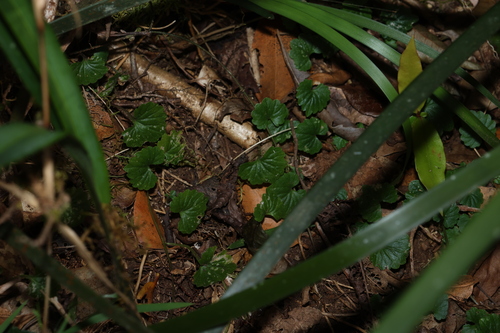 Lobelia trigonocaulis