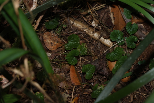 Lobelia trigonocaulis, photograph 1
