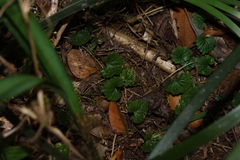 (c) Greg Tasney, some rights reserved (CC BY-SA) Lobelia trigonocaulis, photograph (c) Greg Tasney, some rights reserved (CC BY-SA)