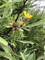 Grindelia stricta angustifolia