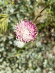 Chaenactis artemisiifolia