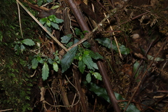 Fieldia australis