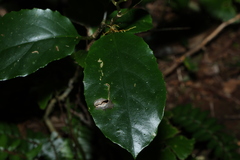 Pennantia cunninghamii, photograph (c) Greg Tasney, some rights reserved (CC BY-SA)