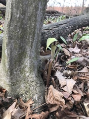 Arisaema triphyllum