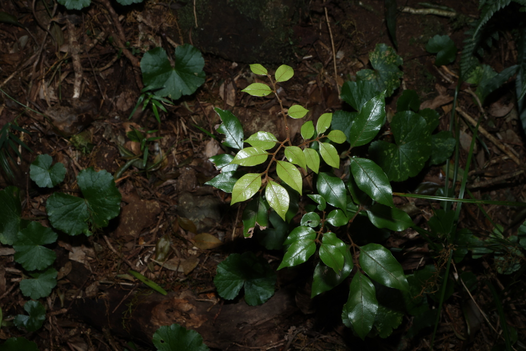 Sarcopteryx stipata; photograph (c) Greg Tasney, some rights reserved (CC BY-SA)
