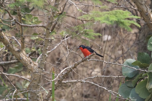Black-headed Gonolek (Laniarius erythrogaster), photo 5