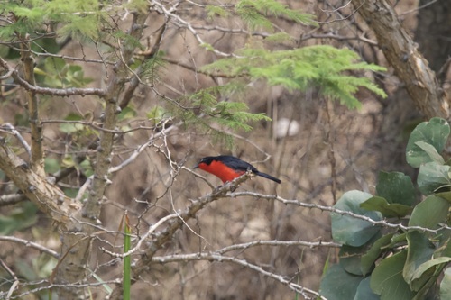 Black-headed Gonolek (Laniarius erythrogaster), photo 6