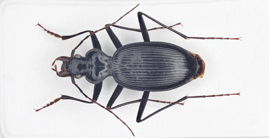 Nebria gemina